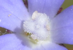 Wahlenbergia luteola