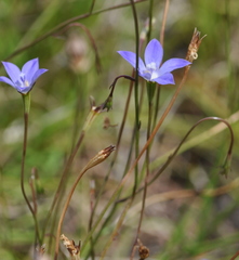Wahlenbergia luteola
