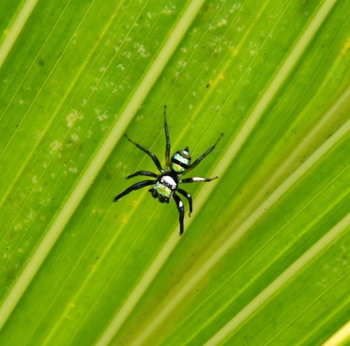 Photo of Banded Phintella (Phintella vittata)
