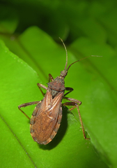 Lisarda rhypara