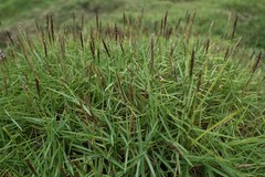 Zoysia matrella