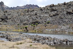 Dendrosenecio keniodendron