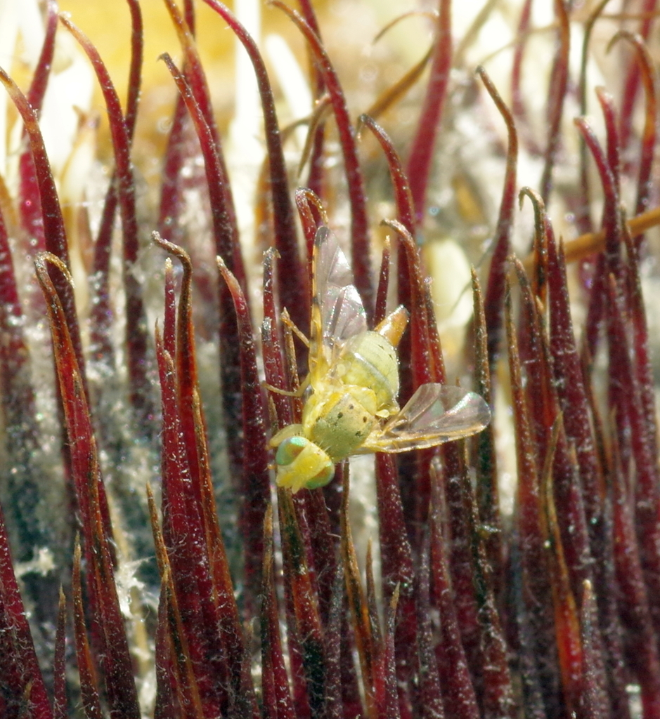 Barberton Daisy Fly