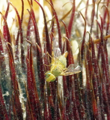 Craspedoxantha marginalis