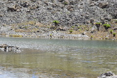 Dendrosenecio keniodendron