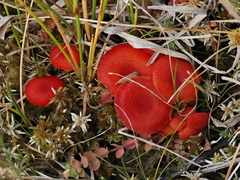 Hygrocybe substrangulata