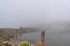 Dendrosenecio keniodendron