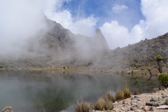 Dendrosenecio keniodendron