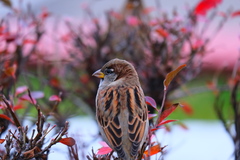 Passer domesticus