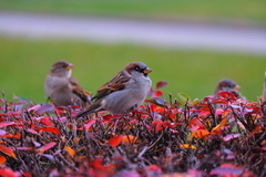 Passer domesticus