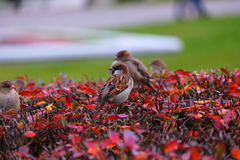 Passer domesticus