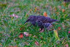 Sturnus vulgaris