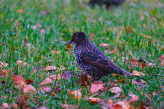 Sturnus vulgaris