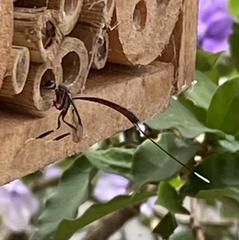 Gasteruption cinerescens