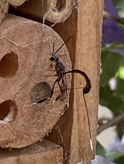 Gasteruption cinerescens