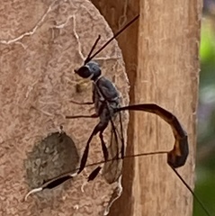 Gasteruption cinerescens