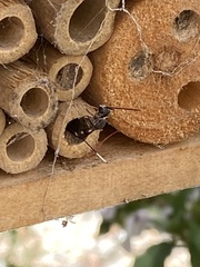 Gasteruption cinerescens