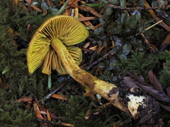 Leprocybe