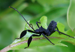 Mictis longicornis