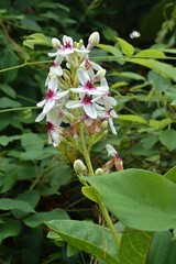 Pseuderanthemum maculatum