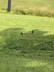 Acridotheres javanicus