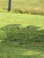 Acridotheres javanicus