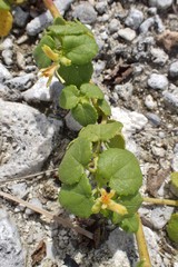 Triumfetta procumbens