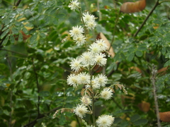 Mimosa malacophylla
