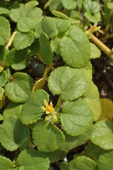 Triumfetta procumbens