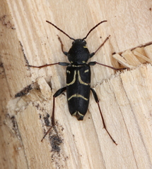 Xylotrechus antilope
