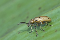 Crioceris nigropunctata