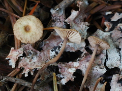 Mycetinis copelandii