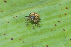 Crioceris nigropunctata
