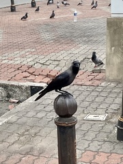 Corvus splendens