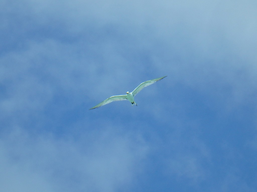큰제비갈매기 from Motu Mute (🇵🇫 Pōrīnetia Farāni... Nuno Veríssimo P. · iNaturalist 큰제비갈매기 (Thalasseus bergii)