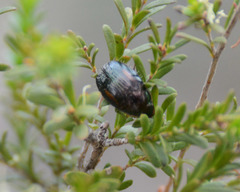 Colymbomorpha vittata