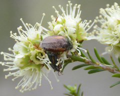 Colymbomorpha vittata