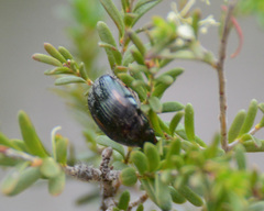 Colymbomorpha vittata