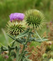 Cirsium ciliatum