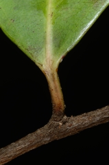 Scolopia