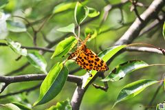 Epobeidia tigrata tigrata