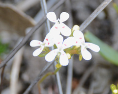 Stylidium guttatum