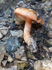 Tricholoma aurantium