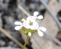 Stylidium guttatum