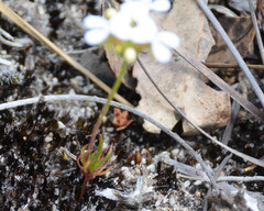 Stylidium guttatum