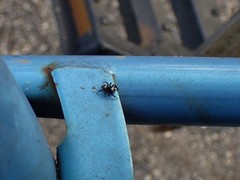 Thorelliola ensifera