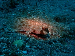 Pleuronichthys coenosus