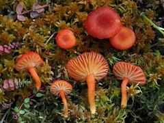 Hygrocybe substrangulata
