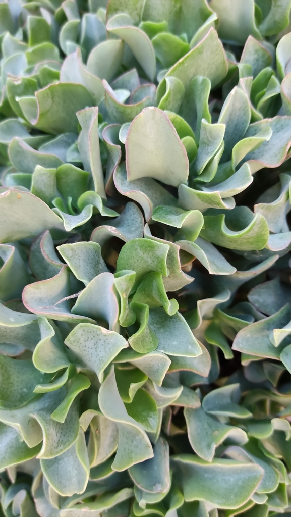 Crassula arborescens ssp. undulatifolia