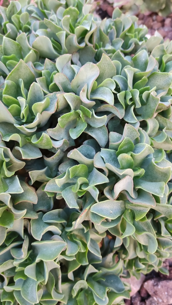 Crassula arborescens ssp. undulatifolia 2